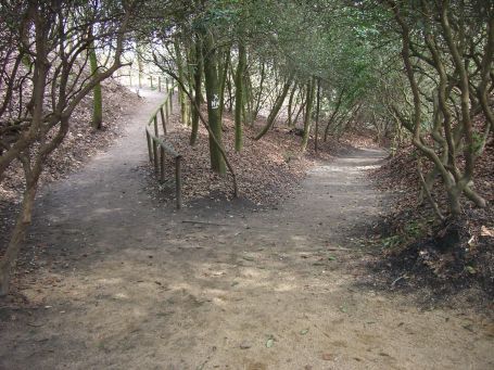 Rheurdt : Oermter Berg, dieser Wanderweg führt durch einen Rhododendronbusch